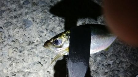 数日前と違い不発